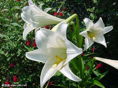 百合花照片